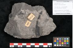 Foto (Objekt + Etikett) von Equisetum ungeri Ettingshausen (NHMW-GEO-2024-0188-10555)